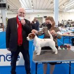 Allevamento SparkJack | Jack Russell Terrier - Padova