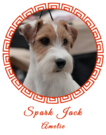 Allevamento SparkJack | Jack Russell Terrier - Padova