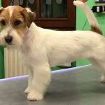 Allevamento SparkJack | Jack Russell Terrier - Padova