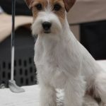 Allevamento SparkJack | Jack Russell Terrier - Padova