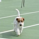 Allevamento SparkJack | Jack Russell Terrier - Padova