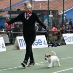 Allevamento SparkJack | Jack Russell Terrier - Padova