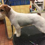 Allevamento SparkJack | Jack Russell Terrier - Padova