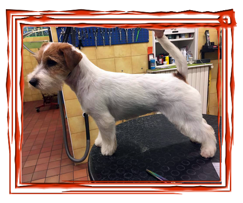 Allevamento SparkJack | Jack Russell Terrier - Padova