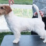 Allevamento SparkJack | Jack Russell Terrier - Padova