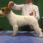 Allevamento SparkJack | Jack Russell Terrier - Padova