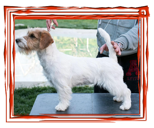 Allevamento SparkJack | Jack Russell Terrier - Padova