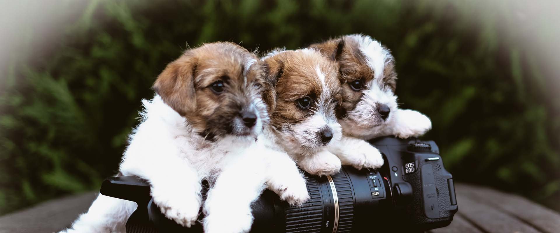cuccioli Allevamento SparkJack | Jack Russell Terrier - Padova