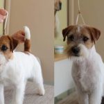 Allevamento SparkJack | Jack Russell Terrier - Padova