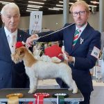 Allevamento SparkJack | Jack Russell Terrier - Padova