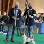 Allevamento SparkJack | Jack Russell Terrier - Padova