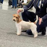 Allevamento SparkJack | Jack Russell Terrier - Padova