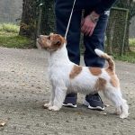 Allevamento SparkJack | Jack Russell Terrier - Padova