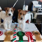 Allevamento SparkJack | Jack Russell Terrier - Padova