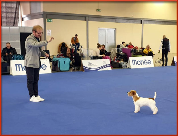 Allevamento SparkJack | Jack Russell Terrier - Padova