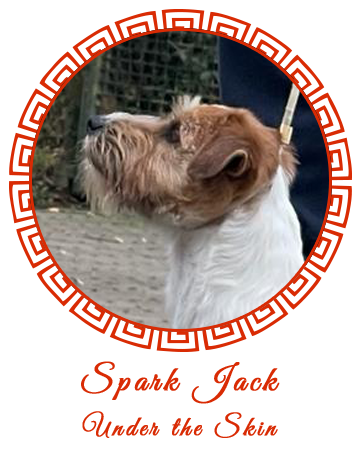 Allevamento SparkJack | Jack Russell Terrier - Padova