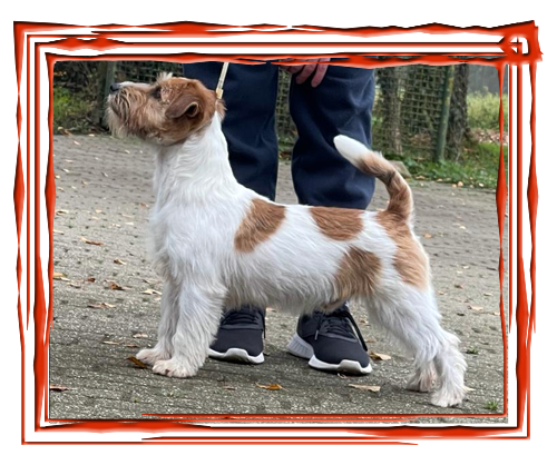 Allevamento SparkJack | Jack Russell Terrier - Padova