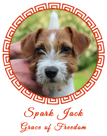 Allevamento SparkJack | Jack Russell Terrier - Padova