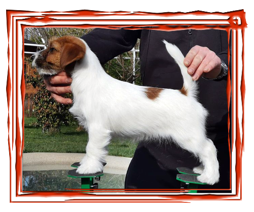 Allevamento SparkJack | Jack Russell Terrier - Padova