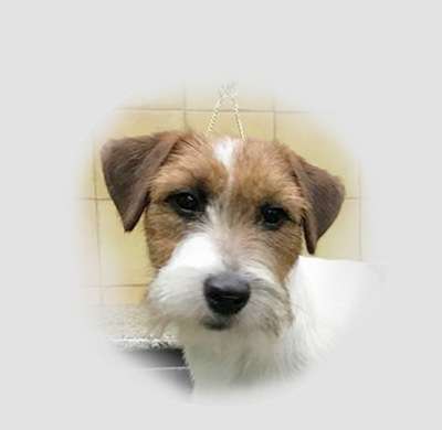 Allevamento SparkJack | Jack Russell Terrier - Padova