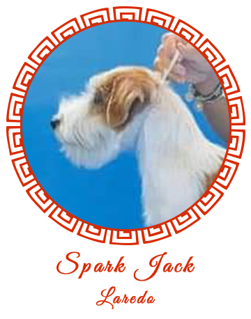 Allevamento SparkJack | Jack Russell Terrier - Padova