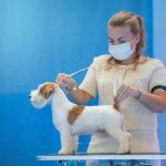 Allevamento SparkJack | Jack Russell Terrier - Padova