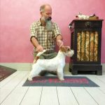 Allevamento SparkJack | Jack Russell Terrier - Padova