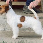 Allevamento SparkJack | Jack Russell Terrier - Padova