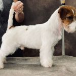 Allevamento SparkJack | Jack Russell Terrier - Padova