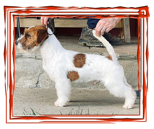 Allevamento SparkJack | Jack Russell Terrier - Padova