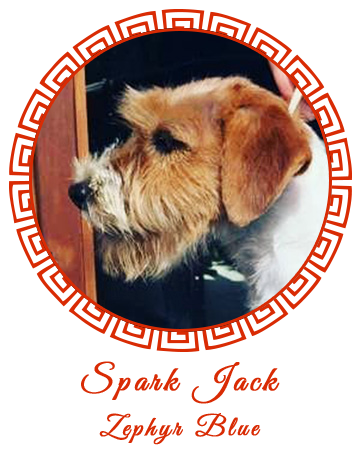 Allevamento SparkJack | Jack Russell Terrier - Padova