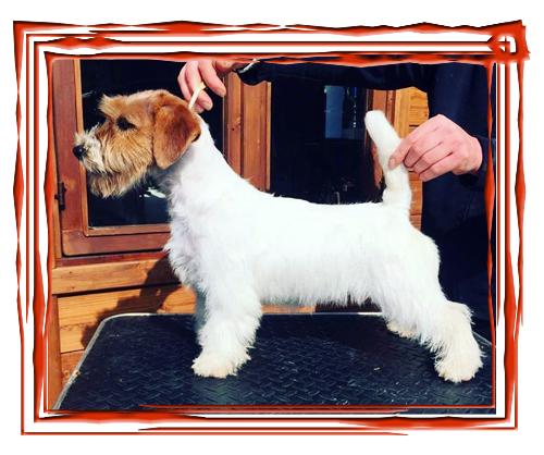 Allevamento SparkJack | Jack Russell Terrier - Padova