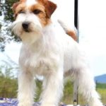 Allevamento SparkJack | Jack Russell Terrier - Padova
