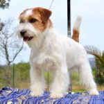 Allevamento SparkJack | Jack Russell Terrier - Padova