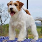 Allevamento SparkJack | Jack Russell Terrier - Padova