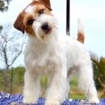 Allevamento SparkJack | Jack Russell Terrier - Padova