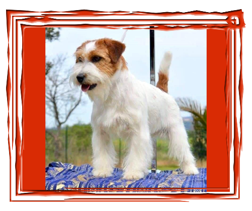 Allevamento SparkJack | Jack Russell Terrier - Padova