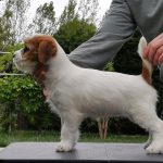 Allevamento SparkJack | Jack Russell Terrier - Padova