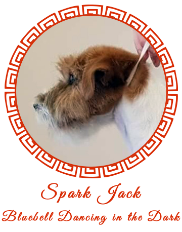 Allevamento SparkJack | Jack Russell Terrier - Padova