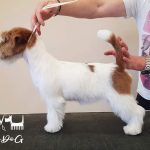 Allevamento SparkJack | Jack Russell Terrier - Padova