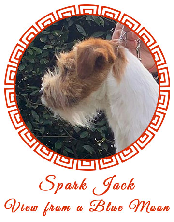 Allevamento SparkJack | Jack Russell Terrier - Padova