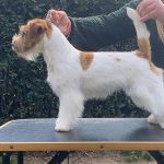 Allevamento SparkJack | Jack Russell Terrier - Padova