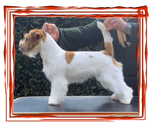 Allevamento SparkJack | Jack Russell Terrier - Padova