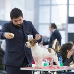 Allevamento SparkJack | Jack Russell Terrier - Padova