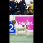 Allevamento SparkJack | Jack Russell Terrier - Padova