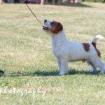 Allevamento SparkJack | Jack Russell Terrier - Padova