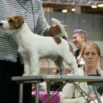 Allevamento SparkJack | Jack Russell Terrier - Padova