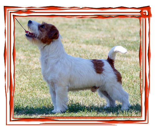 Allevamento SparkJack | Jack Russell Terrier - Padova