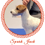 Allevamento SparkJack | Jack Russell Terrier - Padova